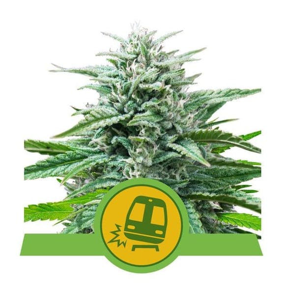 Trainwreck Auto Feminised Seeds-RQS-TRWR-AUTO-FEM