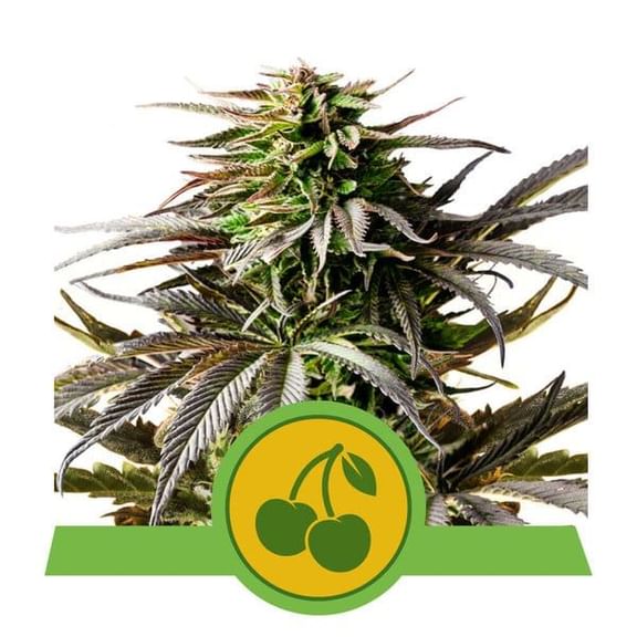 Cherry Pie Auto Feminised Seeds-RQS-CHPI-AUTO-FEM