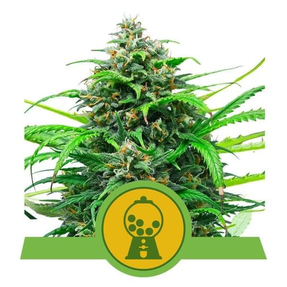 Pink Runtz Auto Feminised Seeds-RQS-PR-AUTO-FEM