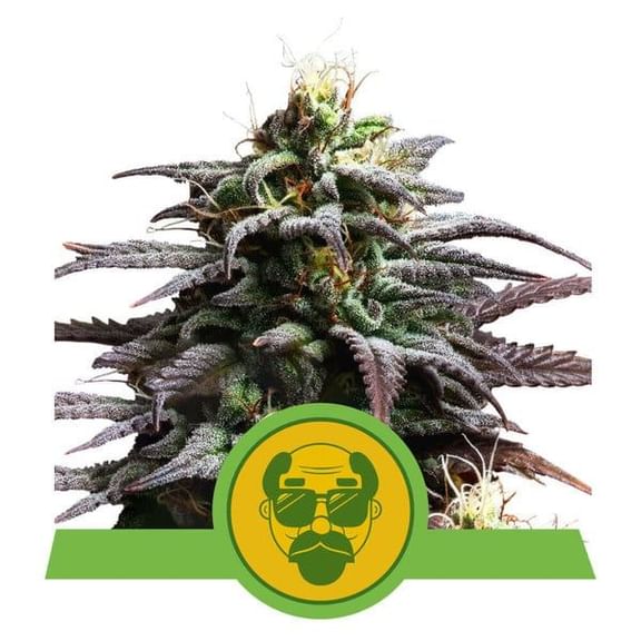 Granddaddy Purple Auto Feminised Seeds-RQS-GRDP-AUTO-FEM
