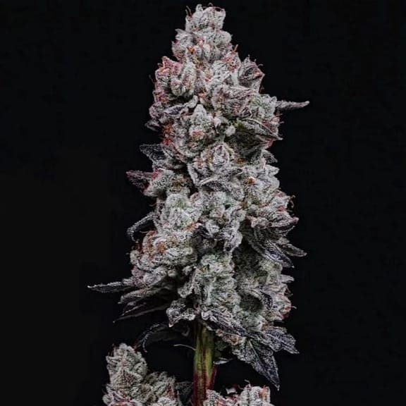 Lemon Cherry Gelato RF3 Auto Feminized Seeds-ETHO-LCGRF3-AUTO-FEM