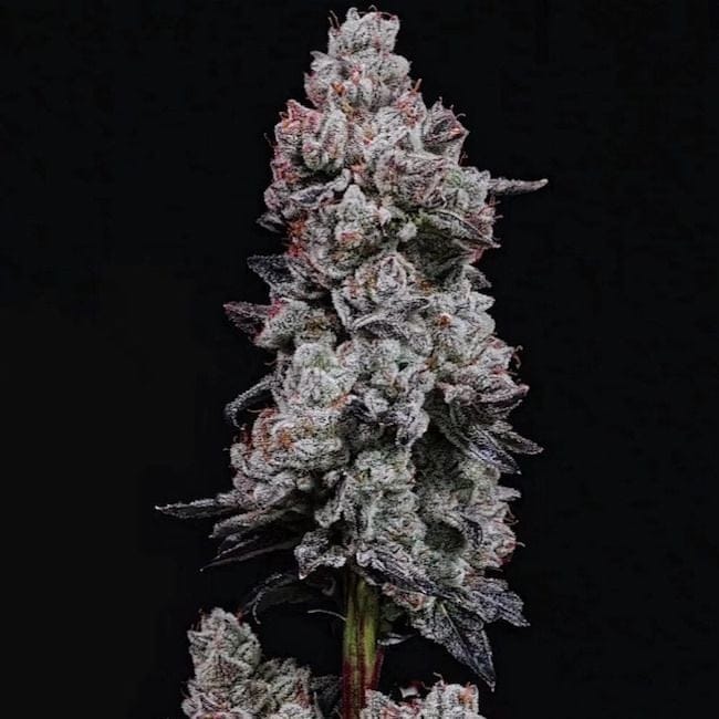 Lemon Cherry Gelato RF3 Auto Feminised Seeds-ETHO-LCGRF3-AUTO-FEM