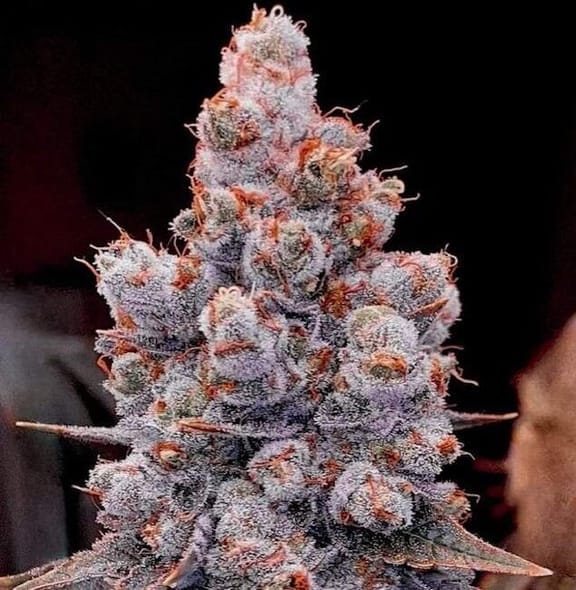 Banana Jealousy RF3 Auto Feminized Seeds-ETHO-BANJRF3-AUTO-FEM
