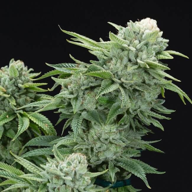Gorilla Glue #4 S1 Feminised Seeds-LV8-GOGL4S1-FEM