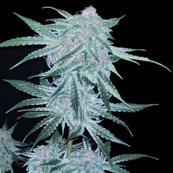 Midnight Bessie Auto Feminized Seeds-LV8-MIBE-AUTO-FEM