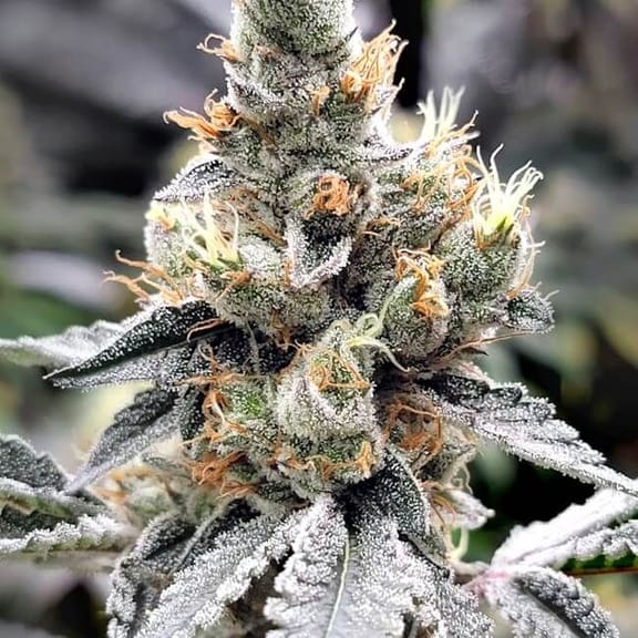 Megasonic Feminised Seeds-LV8-MEGA-FEM