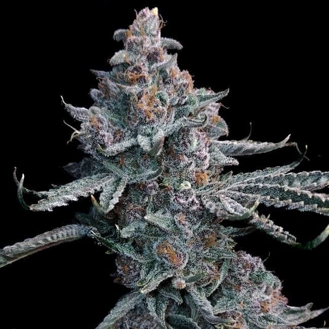 Runtz of Eden Feminised Seeds-LV8-RUED-FEM