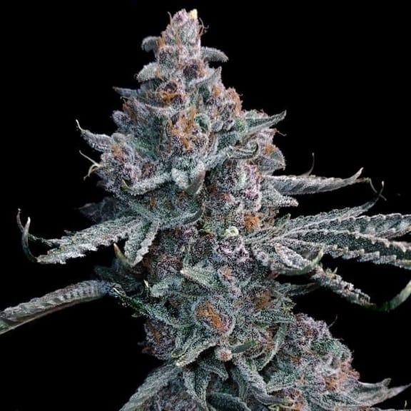 Runtz of Eden Feminised Seeds-LV8-RUED-FEM