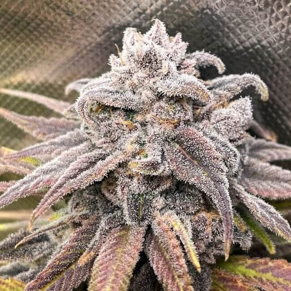Snoop's Punch Feminised Seeds-LV8-SNPU-FEM