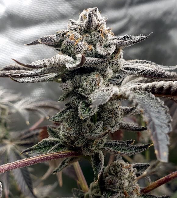 Tangie Candie Feminised Seeds-LV8-TACA-FEM