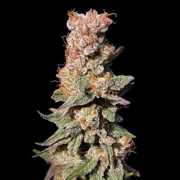 Xhale Feminised Seeds-LV8-XHA-FEM
