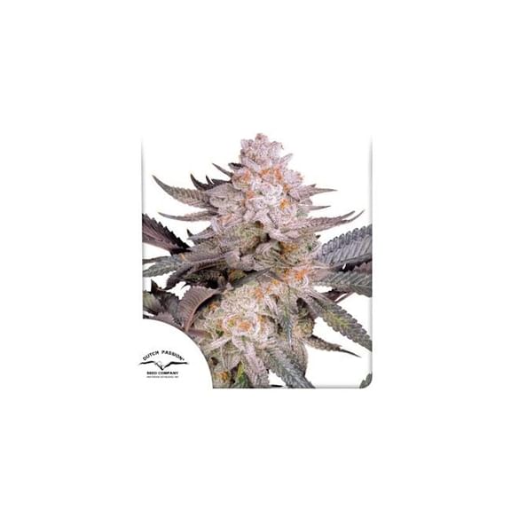 Orange Bud 2.0 Feminised Seeds-DP-ORB2-FEM