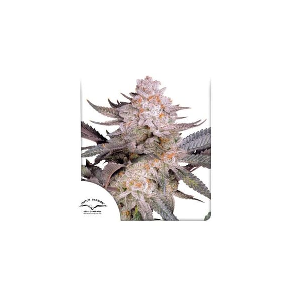 Orange Bud 2.0 Feminised Seeds-DP-ORB2-FEM