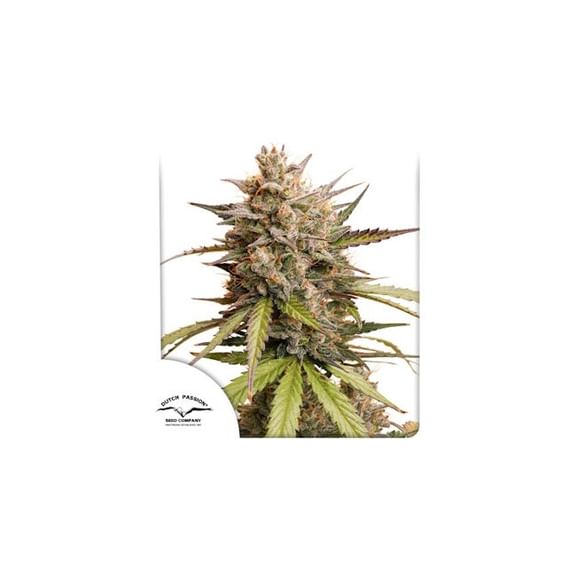 Melonade Runtz Auto Feminised Seeds-DP-MELR-AUTO-FEM