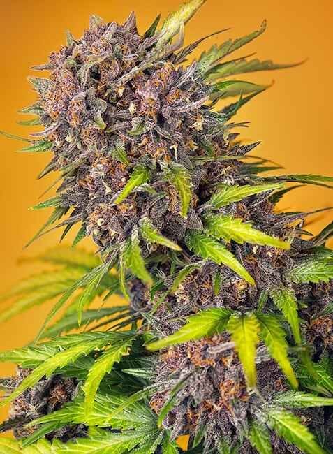 Diablo Rojo XL Auto Feminized Seeds-SS-DRXL-AUTO-FEM