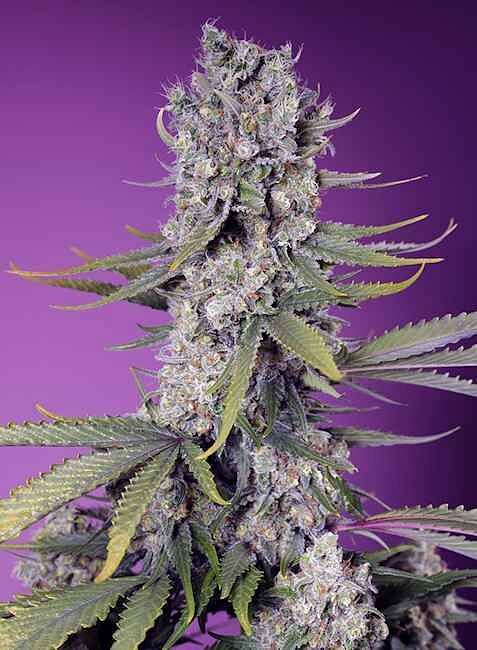 Papaya Zoap F1 FAST Feminised Seeds | Buy from Seedsman