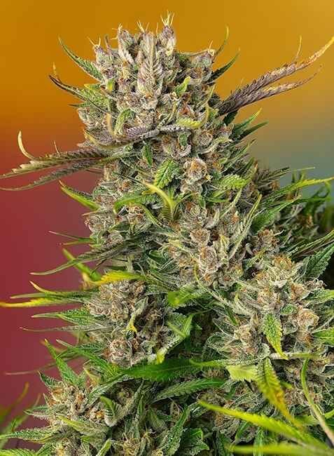 Papaya Zoap Auto Feminized Seeds-SS-PZ-AUTO-FEM