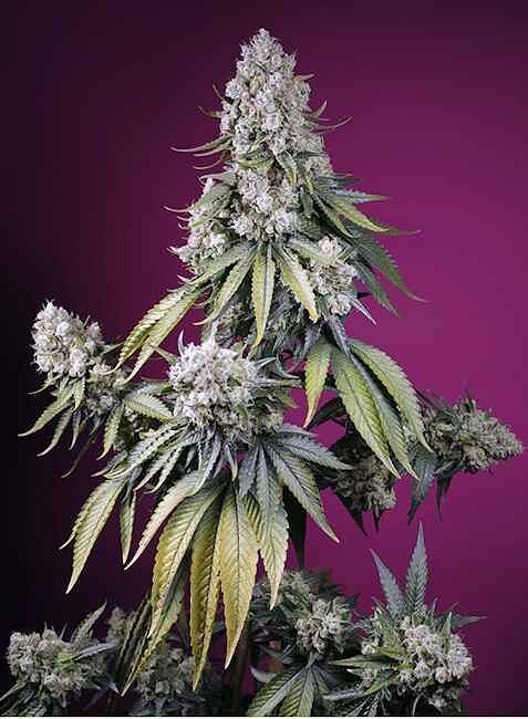 JEALOUSY 30th ANNIVERSARY Limited Editi… Jealousy Z XL Auto Feminised Seeds | Buy from Seedsman