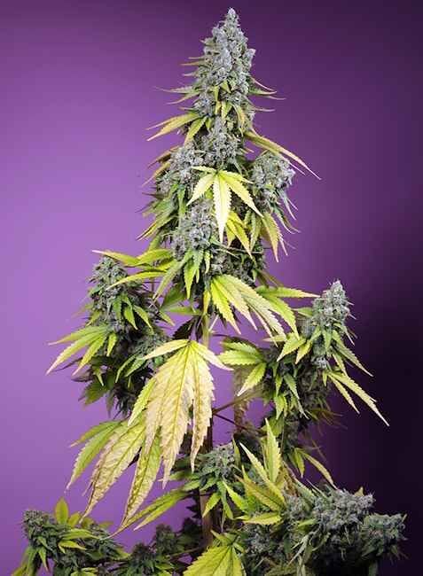 Jet Fuel Mandarine XL Auto Feminized Seeds-SS-JFMXL-AUTO-FEM