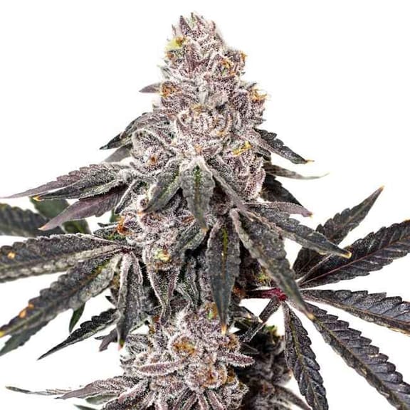 Berry Crusher Feminised Seeds-LV8-BECR-FEM
