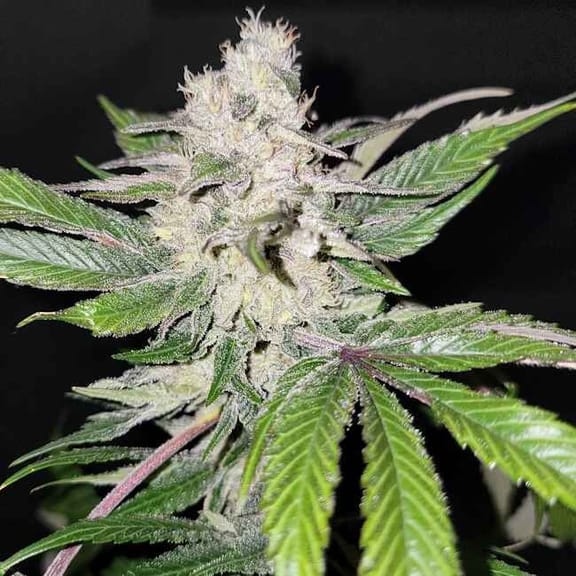 Greenade Feminised Seeds-LV8-GREE-FEM