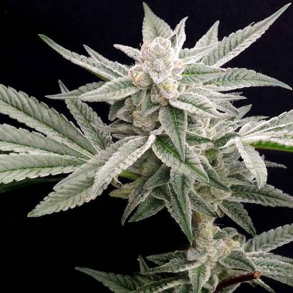 Jungleberry Haze Feminised Seeds-LV8-JUHA-FEM