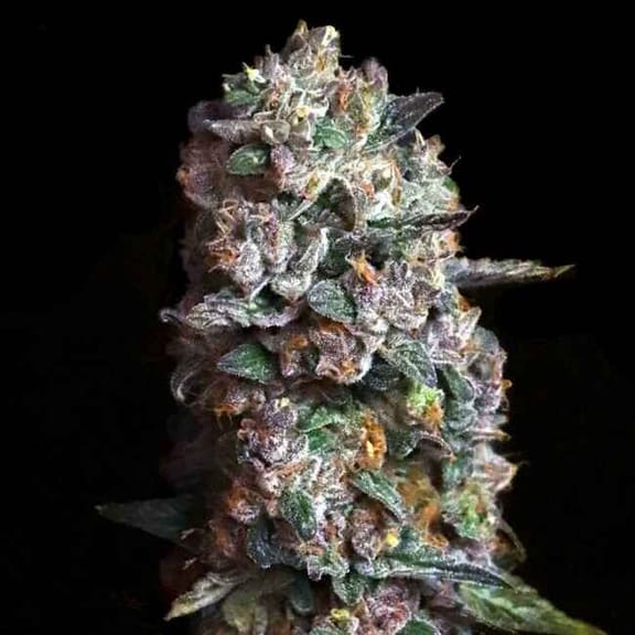 Pink Slurpee Feminised Seeds-LV8-PISL-FEM