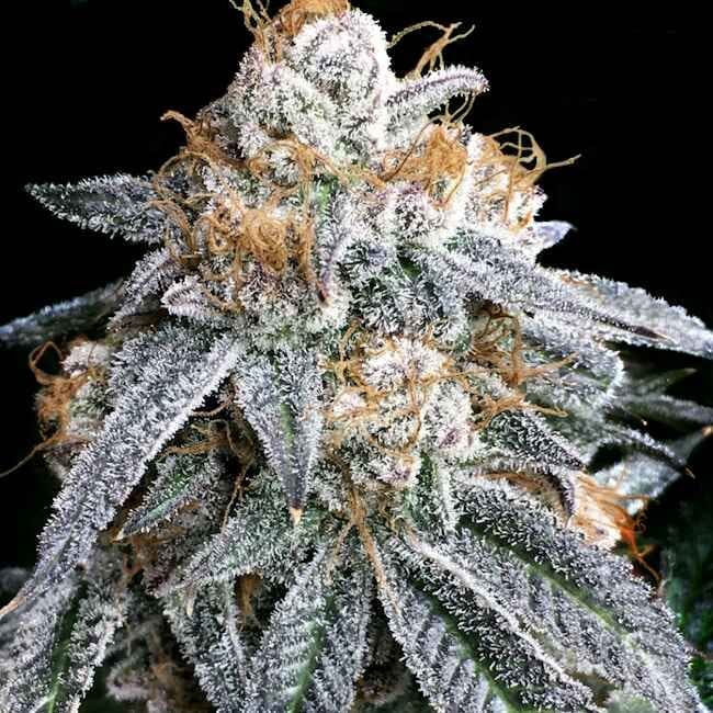 Purple Punch S1 Feminizada Semillas-LV8-PUPUS1-FEM