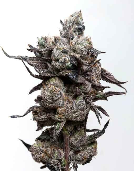 Runtz S1 Feminised Seeds-LV8-RUNTS1-FEM