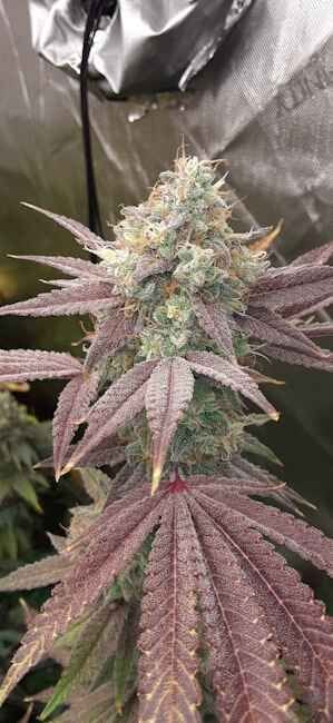 Supersonic Blizzard Feminised Seeds-LV8-SUBL-FEM