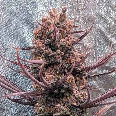 Panama Haze Regular Seeds-ACE-PANHAZ-REG