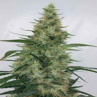 Super Panama Haze Regular Seeds-ACE-SUPPANHAZ-REG