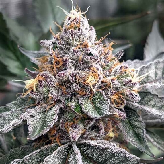 Sour Pop Feminised Seeds-LV8-SOPO-FEM