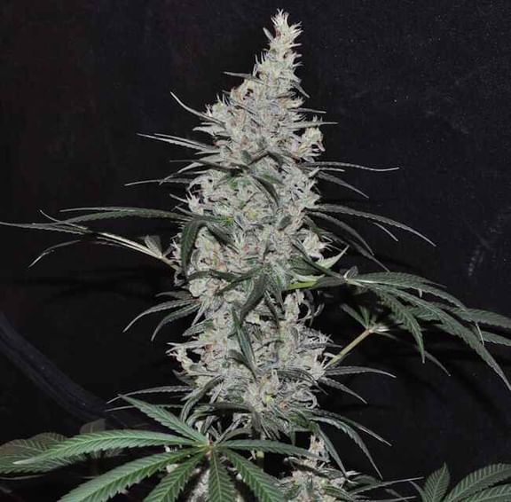 Oaxaca x Panama Regular Seeds-ACE-OAXPAN-REG