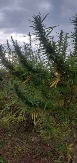 Burmese Regular Seeds-RSCBURM