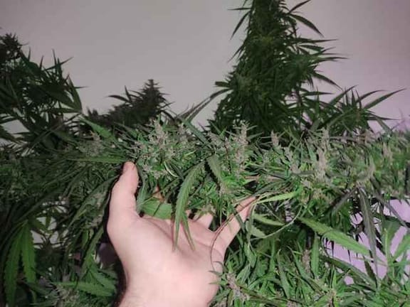 Jamaican Blue Mountain x Jamaican Lambsbread F4 Regular Seeds-RSCJAJA