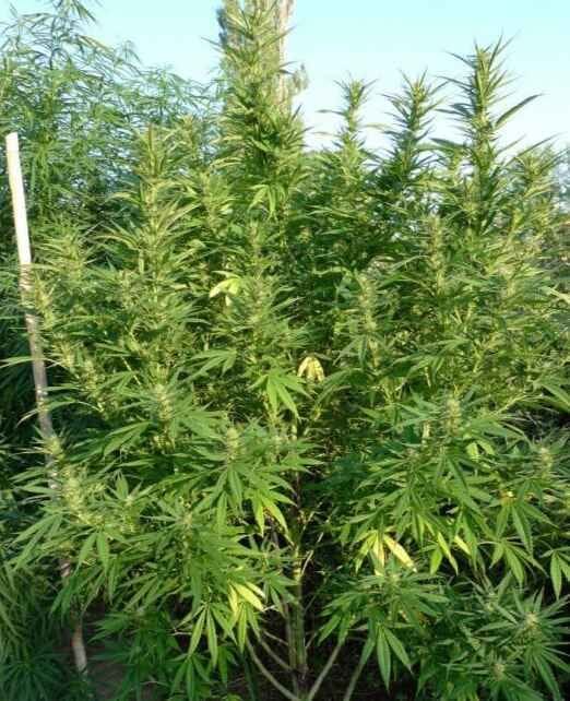 Kalamata Red Regular Seeds-RSCKARE