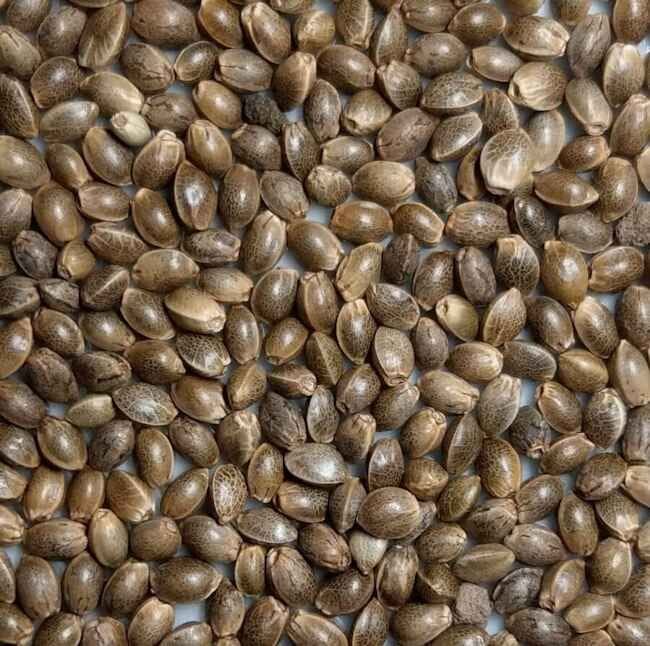 Mazar-i-Sharif #2 Regular Seeds-RSCMAZ2