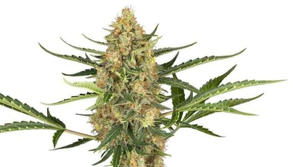 Blueberry Bubblegum Auto Feminised Seeds-SENR-BBBG-AUTO-FEM
