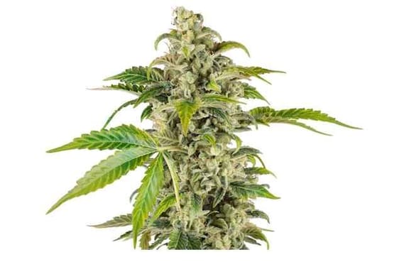 Sweet and Sour Cream Auto Feminised Seeds-SENR-SSCR-AUTO-FEM