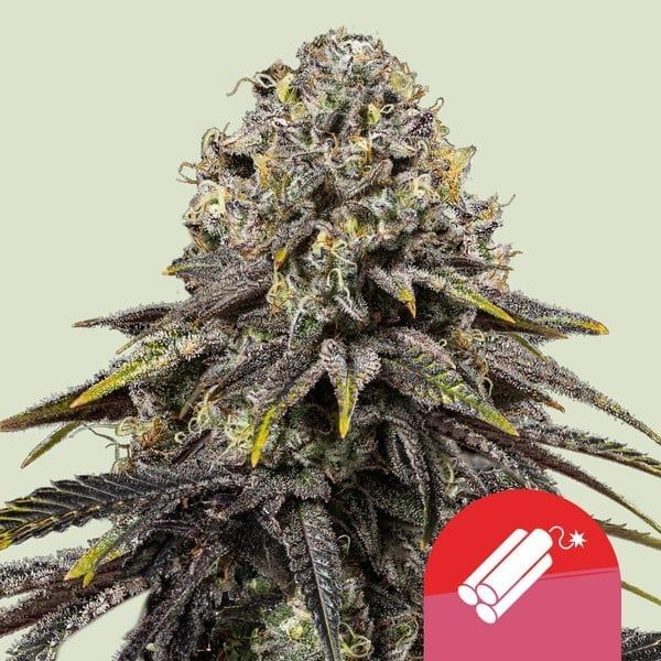 Dynamite Diesel феминизирани семена-RQS-DYND-FEM
