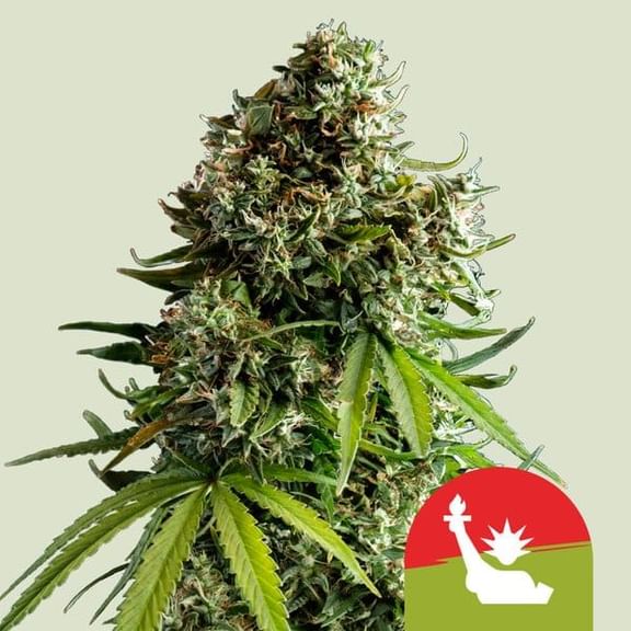 NYC Sour D Auto Feminised Seeds-RQS-NYCSD-AUTO-FEM