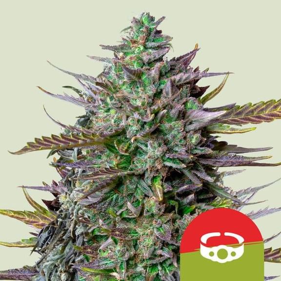 GOAT'lato Auto Feminised Seeds-RQS-GOAT-AUTO-FEM