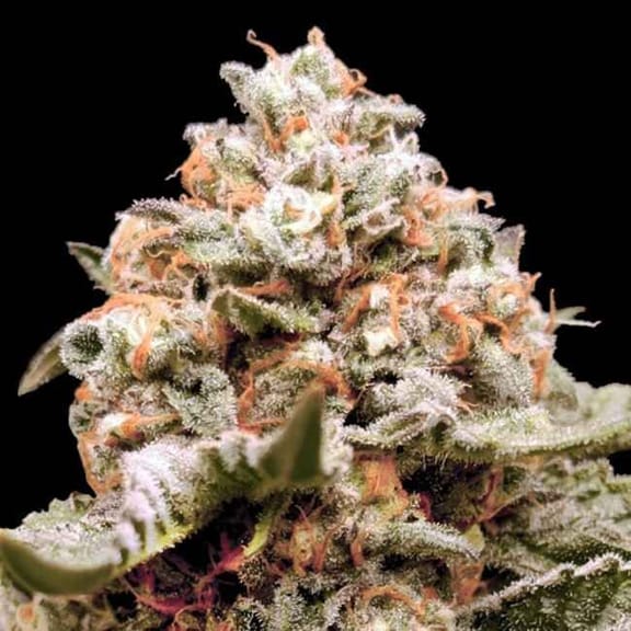 Rainbow Mints Auto Feminised Seeds-00S-RMINTS-AUTO-FEM