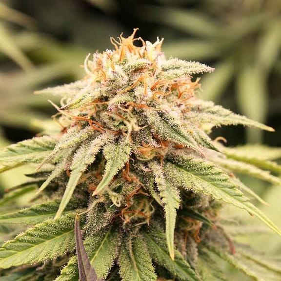 PriZmatic Feminised Seeds-HDS-PRIZM-FEM