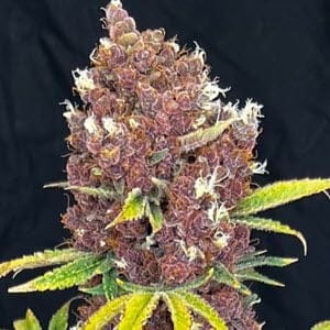 Raspberry Ripple Feminised Seeds-MOSCA-RASRIP-FEM