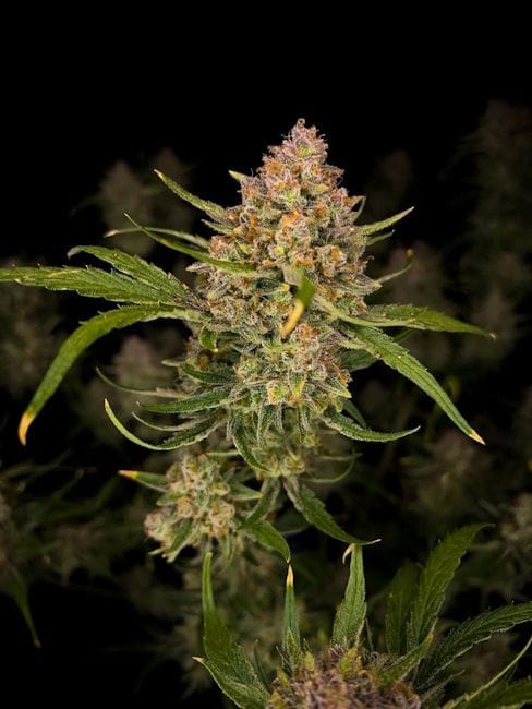 Guava Auto Feminised Seeds-FB-GUA-AUTO-FEM