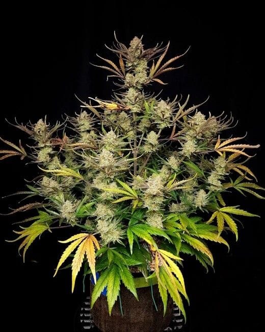 Apple Strudel Auto Feminized Seeds-FB-APPSTR-AUTO-FEM