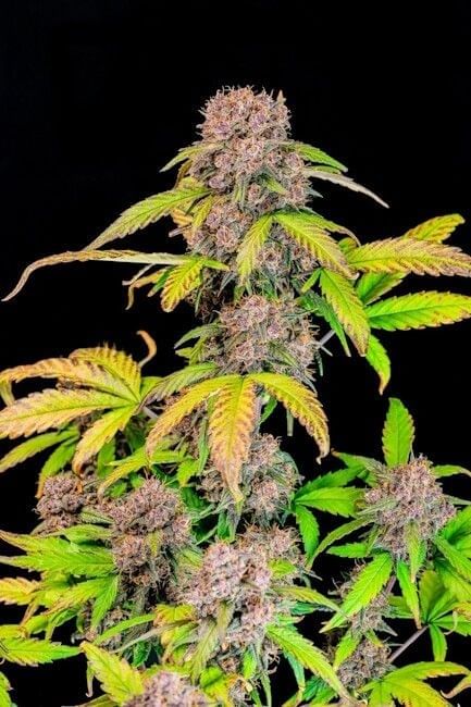 Lemon Cherry Cookies Auto Feminised Seeds-FB-LEMCHE-AUTO-FEM