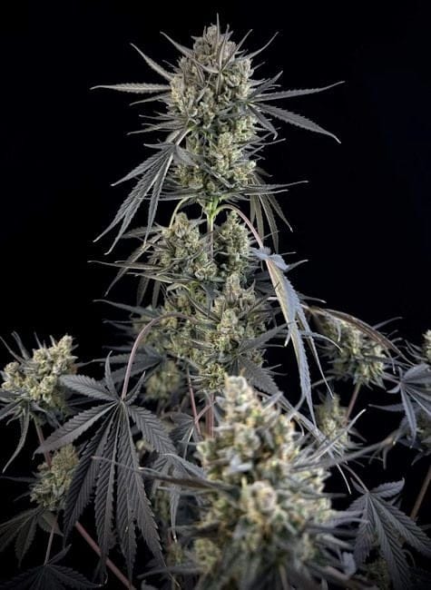 Pound Cake Auto Feminised Seeds-FB-PCAKE-AUTO-FEM